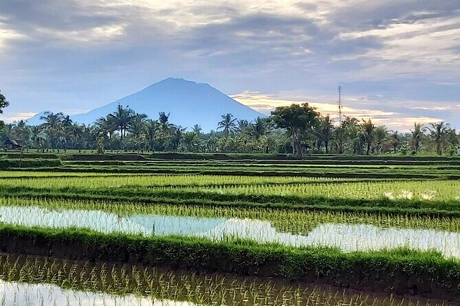 North Bali Private Tour - All Inclusive - Stop 5: Jatiluwih rice terraces and the UNESCO-level scenery feel