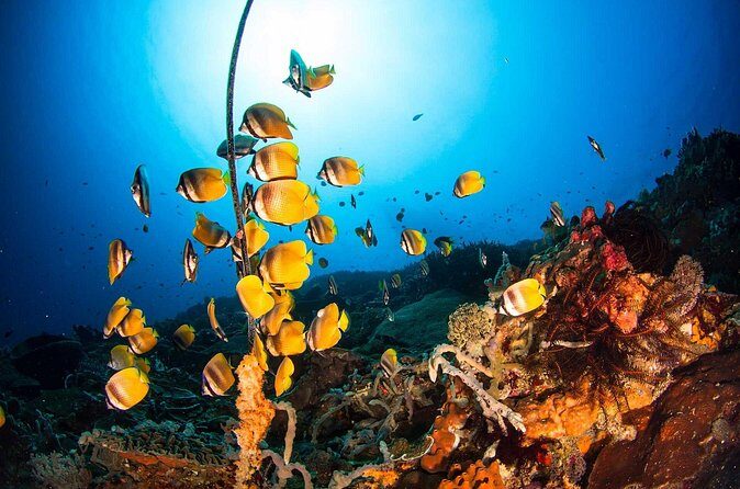 Nusa Penida 3 Fun Dives Boat Trip (For Certified Divers) - Third Tank Timing: More Chances, More Flexibility
