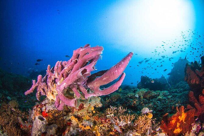 Nusa Penida 3 Fun Dives Boat Trip (For Certified Divers) - The Real Nusa Penida Story: Site Choices and Wildlife Odds