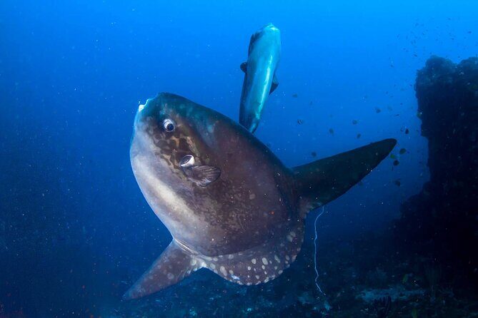 Nusa Penida 3 Fun Dives Boat Trip (For Certified Divers) - The Boat Rhythm: Two Underwater Sessions, Then Lunch