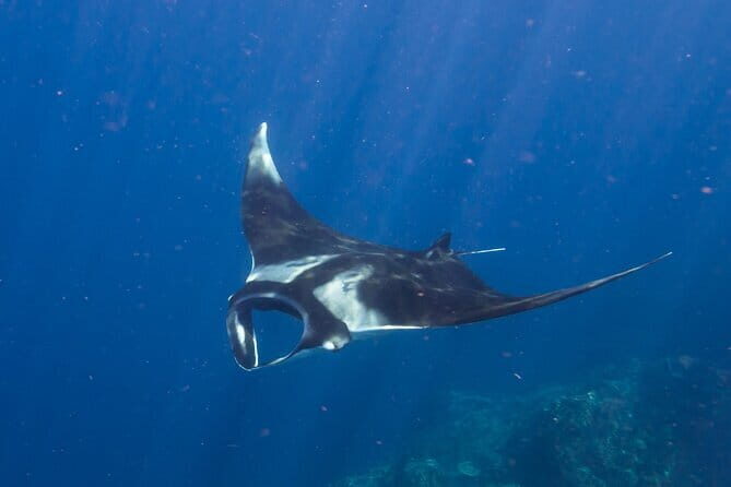 Nusa Penida : Snorkeling Trip Manta Point, Gamat Bay and Wall Bay - Price and value: is $27.49 for three stops fair?