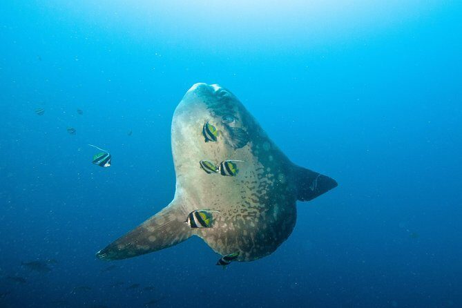 Nusa Penida Three Dives Trip for Certified Divers - Key things I’d notice before you book