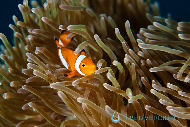 Nusa Penida Three Dives Trip for Certified Divers - Nusa Penida’s best mix: Manta Point, East Penida, then a third session