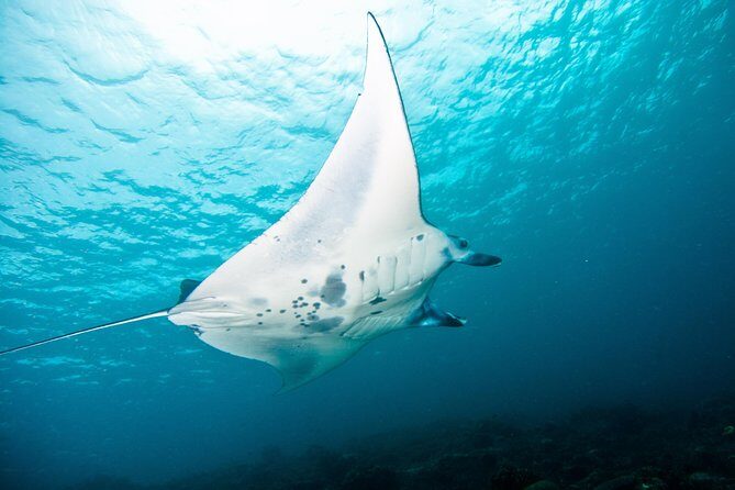 Nusa Penida Three Dives Trip for Certified Divers - Boat + equipment + safety: why your day feels less “risky” on paper and in practice