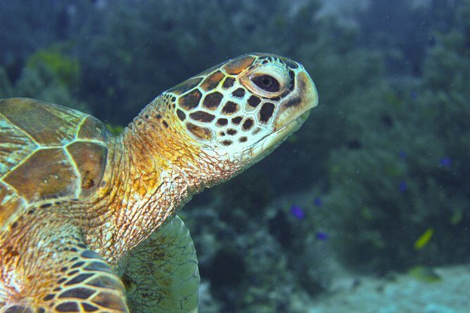 Nusa Penida Three Dives Trip for Certified Divers - What you might see: manta rays, turtles, eagle rays, tuna, mola-mola
