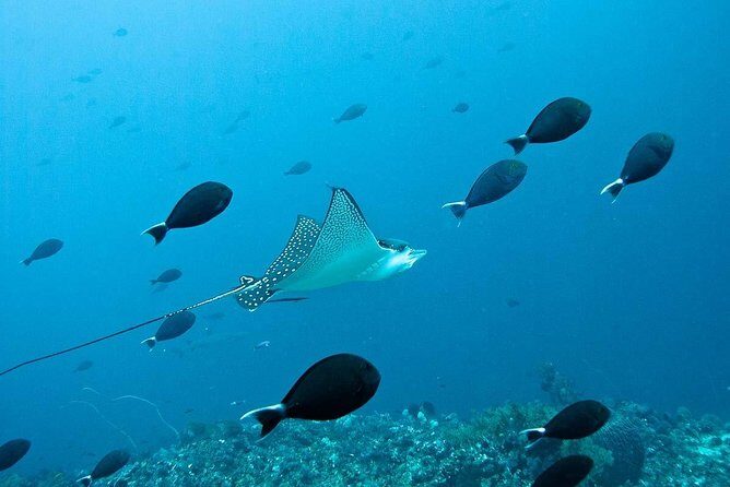 Nusa Penida Try Scuba Diving Program - for Non-Certified Divers - Pool practice first: swim and float tests that set the tone