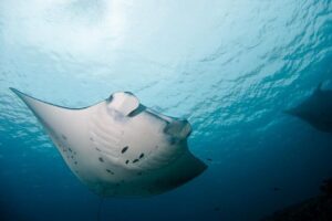 Nusa Penida Two Dives Trip for Certified Divers - Meeting at Pure Dive Resort in Nusa Penida (8:00 start)