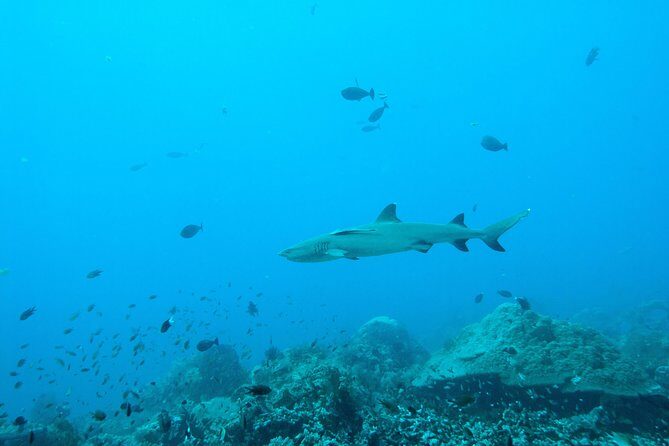 Nusa Penida Two Dives Trip for Certified Divers - Gear, lunch, and the small comforts that add up