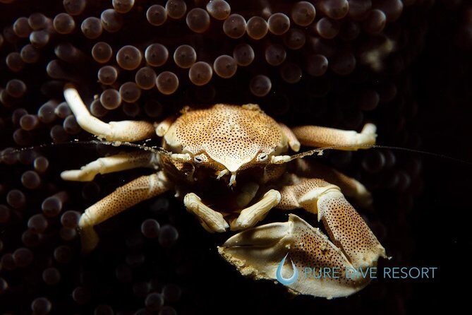 Nusa Penida Two Dives Trip for Certified Divers - Who this experience suits best