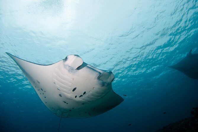 Nusa Penida Two Dives Trip for Certified Divers - Meeting at Pure Dive Resort in Nusa Penida (8:00 start)