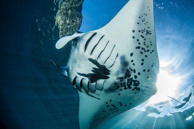 Open Water Course in Nusa Lembongan - Get Certified on remote island (next Bali) - Key things to know before you sign up