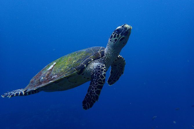 Open Water Course in Nusa Lembongan - Get Certified on remote island (next Bali) - Price and value: is $461.48 a fair deal?
