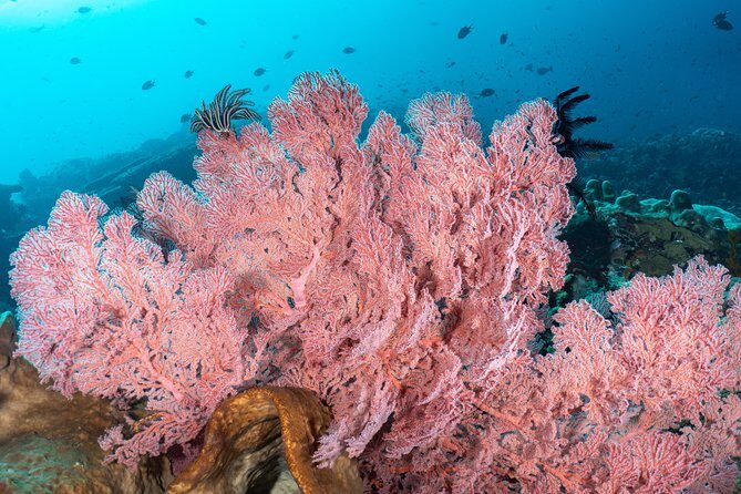 Open Water Course in Pemuteran - Get Certified in Bali - Stop 3: Menjangan Island for the marine park payoff