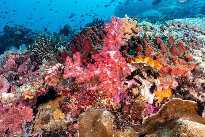 Open Water Course in Pemuteran - Get Certified in Bali - Gear, facilities, and the part most people forget: comfort on land