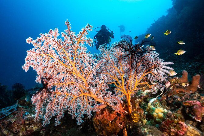 Open Water Course in Tulamben - Get Certified in Bali - Your instructor and the “well-run” course factor