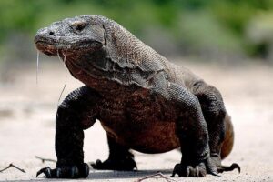 Private boat trip Komodo 2 or more person for 3 days 2 nights, Kelor, Rinca... - Komodo National Park Stops: Kelor, Rinca, and Komodo Island at the Right Hours