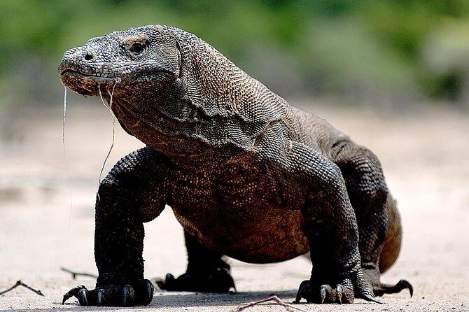 Private boat trip Komodo 2 or more person for 3 days 2 nights, Kelor, Rinca... - Komodo National Park Stops: Kelor, Rinca, and Komodo Island at the Right Hours