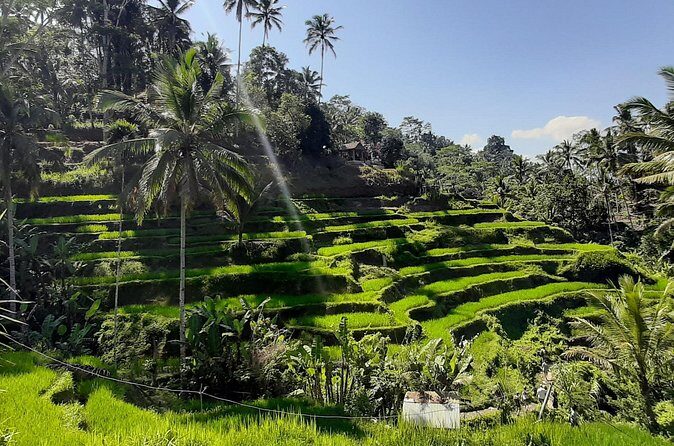Private Driver in Bali with English Speaking - Lakeview Restaurant lunch with a volcano-and-lake view