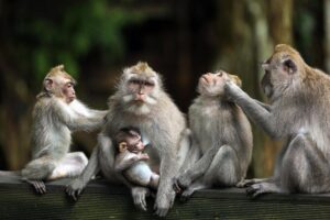 Private Shore Excursion: Customized Best of Bali Tour - Choosing your route: one region is the secret sauce