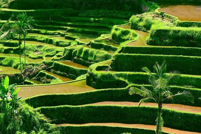 Private Shore Excursion: Customized Best of Bali Tour - Tegalalang Rice Terrace: short trek, big views, less ticket stress
