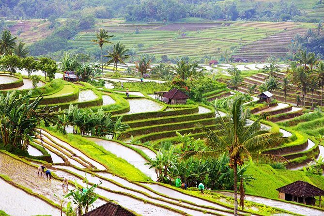 Private Shore Excursion: Customized Best of Bali Tour - Tegenungan Waterfall and Tirta Empul: nature meets ritual