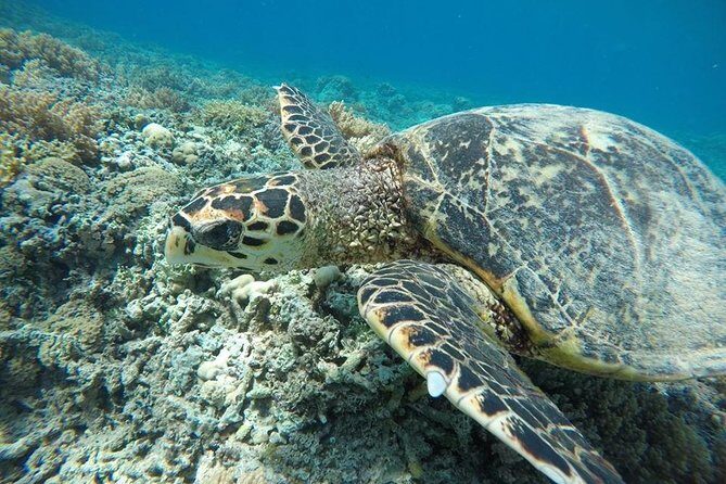 Private Snorkeling Gili Island (Coral, Statue and Turtle) - The boat ride: glass-bottom viewing and smooth transitions