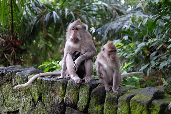 Private Tour: Bali in a Day - Penglipuran Village: Traditional Life Still Running on Old Rules