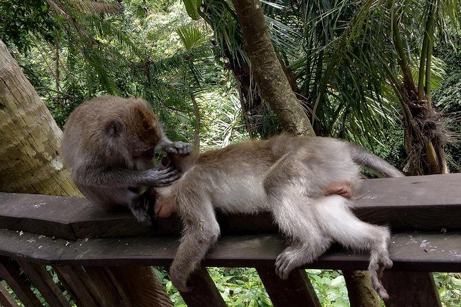 Private Tour to Sumampan Waterfall, Monkey forest, Rice terraces and Swing - Tegallalang Rice Terraces: where the walking and views meet