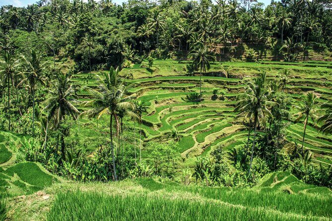 Private Ubud Tour: Monkey Forest, Waterfall & Rice Terrace - How the private Ubud day actually runs (pickup to drop-off)