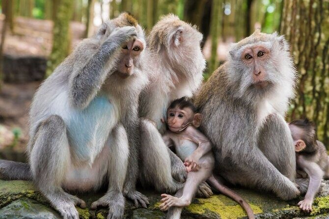 Private Ubud Tour: Monkey Forest, Waterfall & Rice Terrace - Price and value for $32: what’s included, what might cost extra, and timing tips