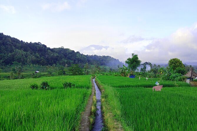 Sidemen Trekking with Cultural Encounters and Nature Views - Stop 2: Selisian Views for Mt. Agung Framing