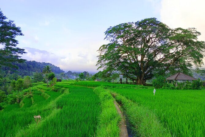 Sidemen Trekking with Cultural Encounters and Nature Views - Stop 3: Cepug Rice View for a Calmer Break