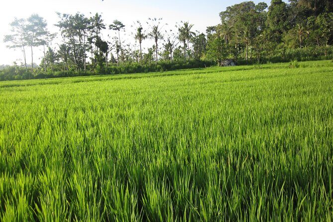 Sidemen Trekking with Cultural Encounters and Nature Views - Stop 1: Pura Dalem Desa Adat Dukuh Sakti and Temple Etiquette
