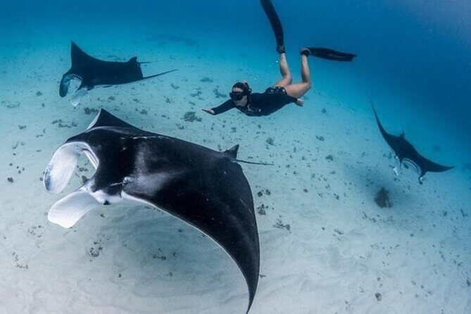 Snorkeling 4 Spot With Manta Bay Or Optional Land Trip - Key Highlights You’ll Care About