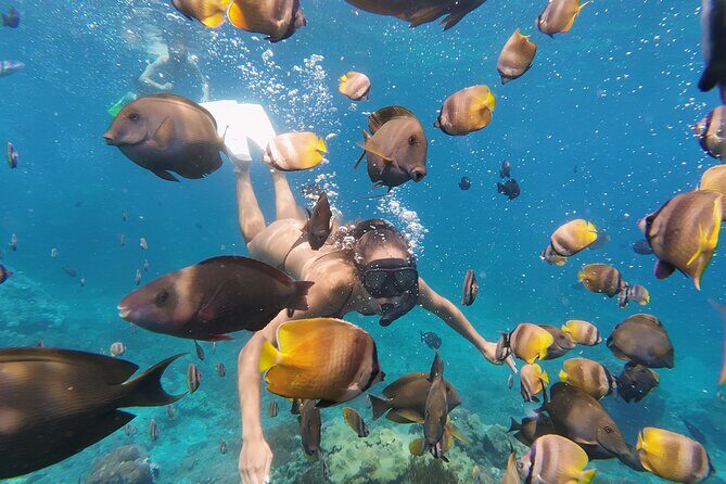 Snorkeling 4 Spot With Manta Bay Or Optional Land Trip - Gamat Bay: Coral Gardens and Color You Can Actually See