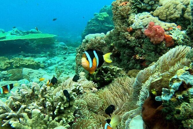 Snorkeling 4 Spot With Manta Bay Or Optional Land Trip - Boat Ride, Small Group Energy, and Crew Help