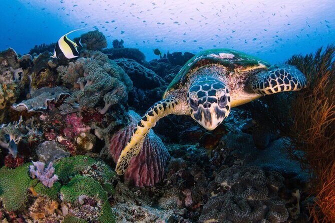 Snorkeling 4 Spot With Manta Bay Or Optional Land Trip - Starting at Banjar Nyuh: The Real-World Logistics
