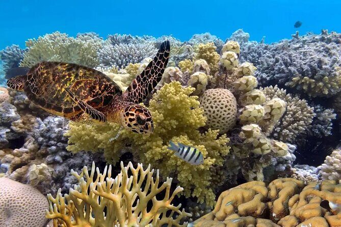 Snorkeling 4 Spots, Manta Rays, Tembeling Pool & Kelingking Beach - A Full Day on Nusa Penida: Snorkel First, Then Chase Kelingking and Tembeling