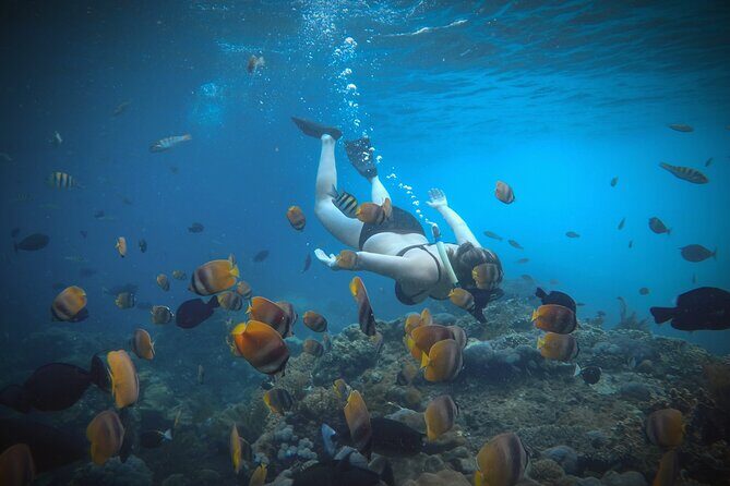 Snorkeling 4 Spots, Manta Rays, Tembeling Pool & Kelingking Beach - Manta Rays: Hope for Them, Don’t Bet Your Mood on Them