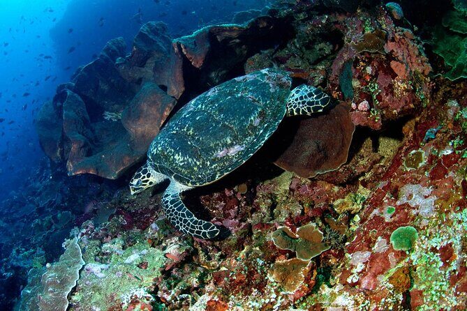 Snorkeling Adventure with East Nusa Penida Tour All Inclusive - Snorkeling at Manta Bay or Crystal Bay: clear water, reef fish, real expectations