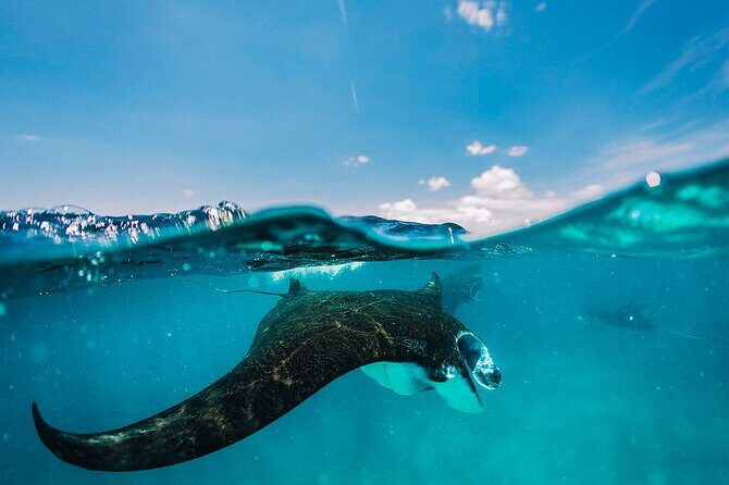 Snorkeling and Freediving Trip around Nusa Penida - Key Things I’d Book for