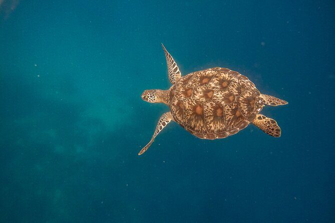 Snorkeling and Freediving Trip around Nusa Penida - Boat Ride Reality: Timing, Tide Changes, and Choppy Water