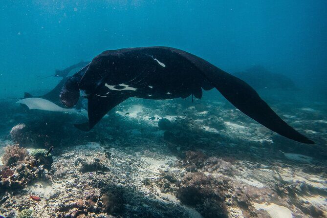 Snorkeling and Freediving Trip around Nusa Penida - Spot 1: Manta Point and the Real Rules of Swimming with Wildlife