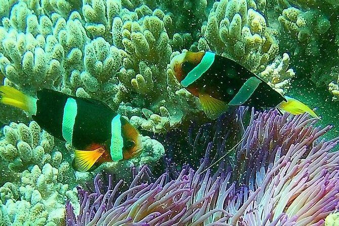 Snorkeling at Blue Lagoon Bali with Lunch and Transport - Who this tour fits best (and who should think twice)