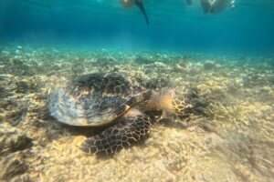 Snorkeling at Menjangan Island Bali Hidden Underwater Gem - What You’ll See Underwater: Coral Walls, Reef Fish, and Turtle Hope