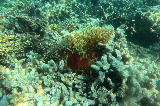 Snorkeling at Menjangan Island Bali Hidden Underwater Gem - Guide Support Matters: Small Groups and Patient Teaching for First-Timers