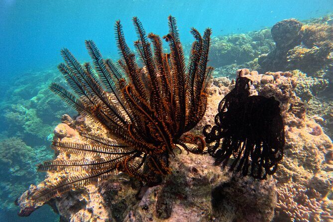 Snorkeling at Menjangan Island Bali Hidden Underwater Gem - How to Think About “Clear Water” and “Good Reefs” (Without Overhyping)