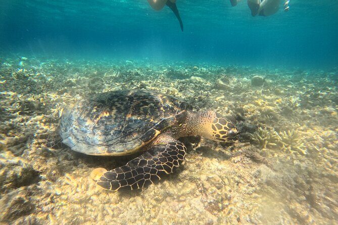 Snorkeling at Menjangan Island Bali Hidden Underwater Gem - What You’ll See Underwater: Coral Walls, Reef Fish, and Turtle Hope