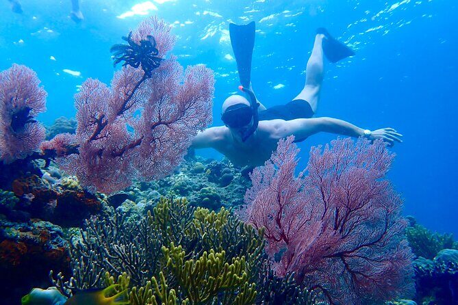 Snorkeling in Menjangan Island with Pickup and Lunch - Key things I’d prioritize before you go