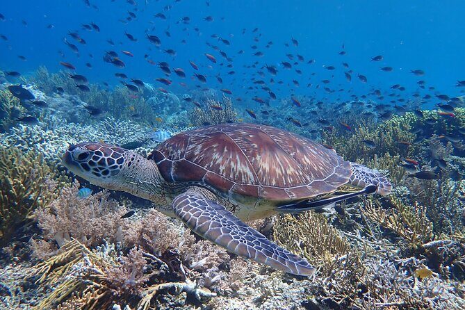 Snorkeling in Menjangan Island with Pickup and Lunch - Gear and guidance: what’s included and why it matters